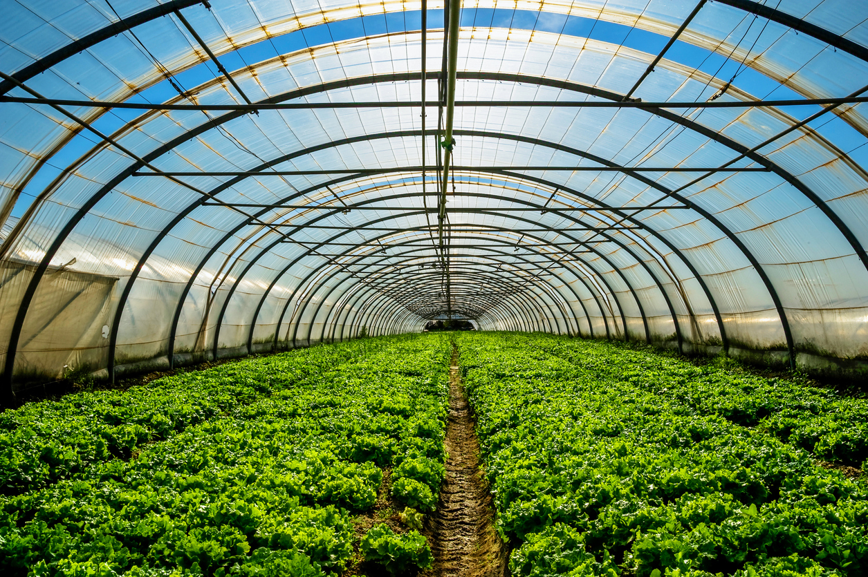 green plants growing under a transparent tunnel structure with sun shining in