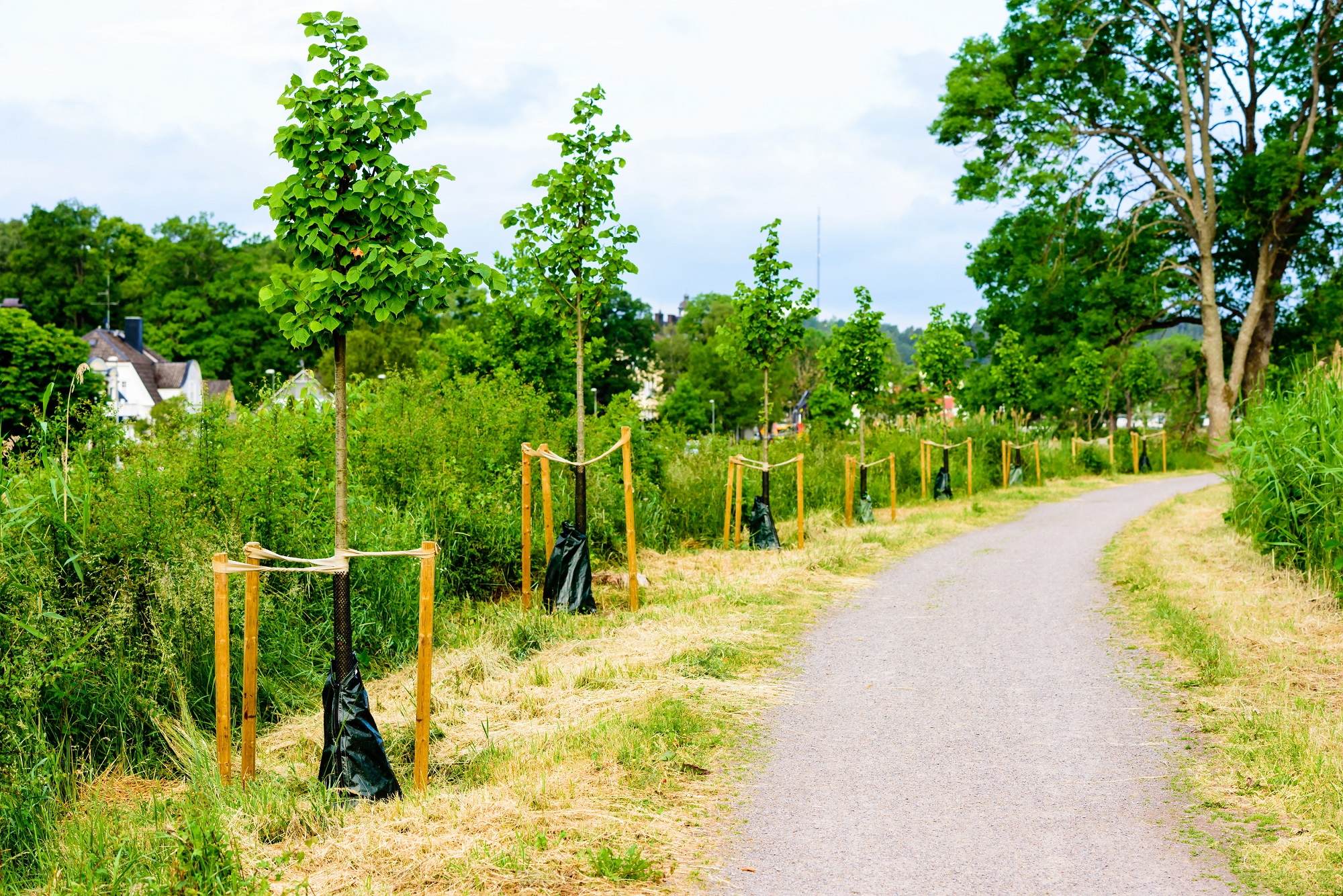 image of young trees with supports around their bases growing along a narrow path