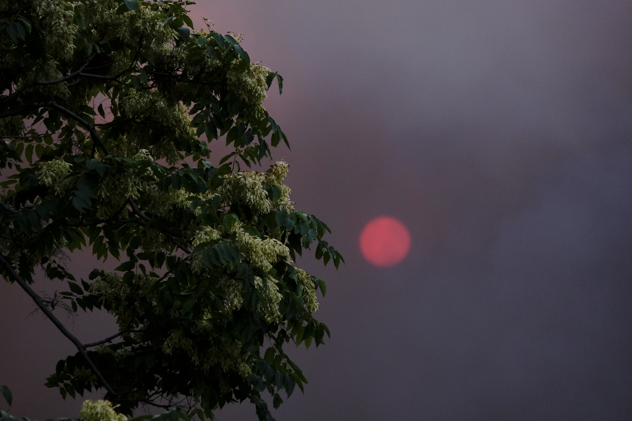 red sunset behind a green tree branch