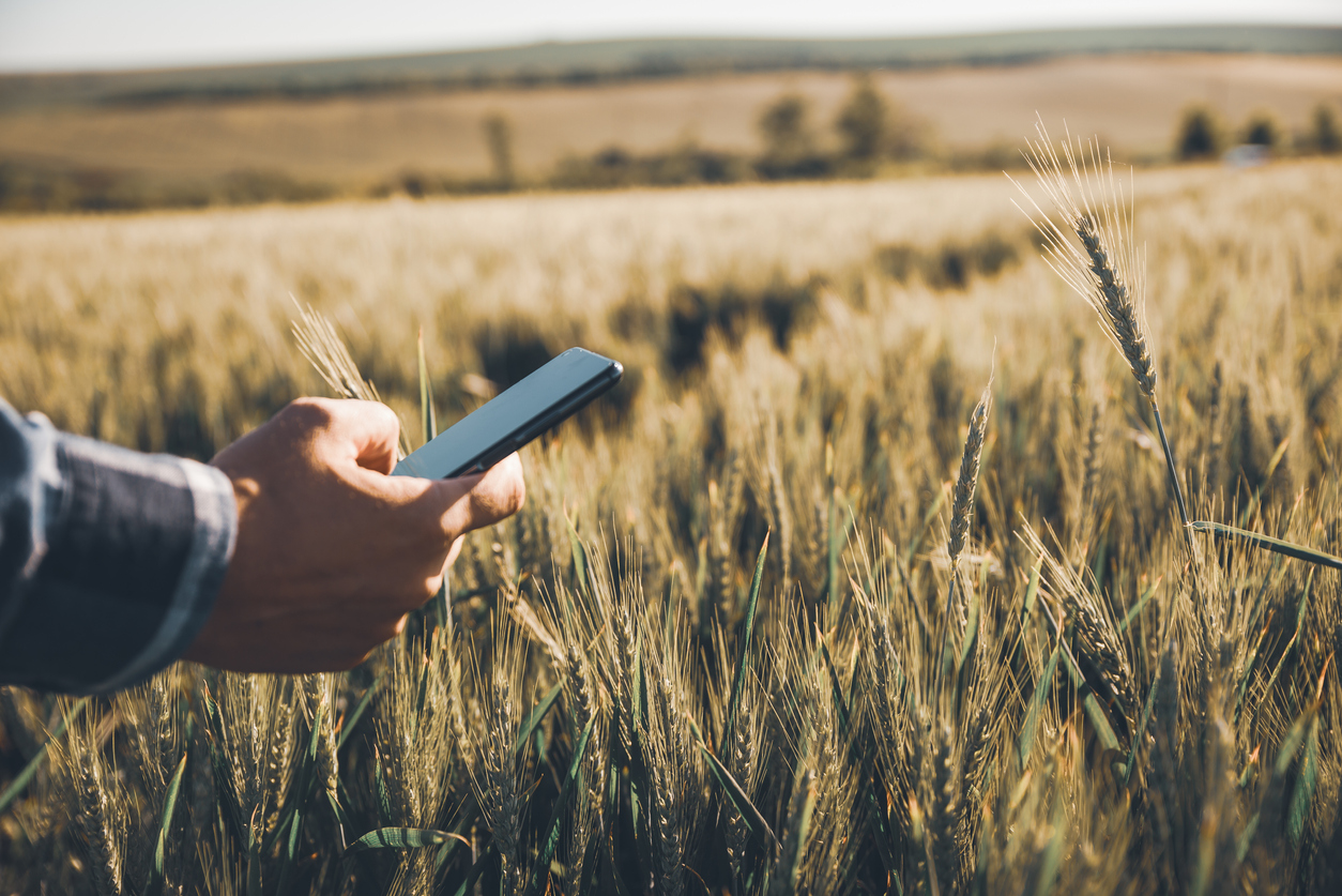 a person holding a smartphone over a tillage crop