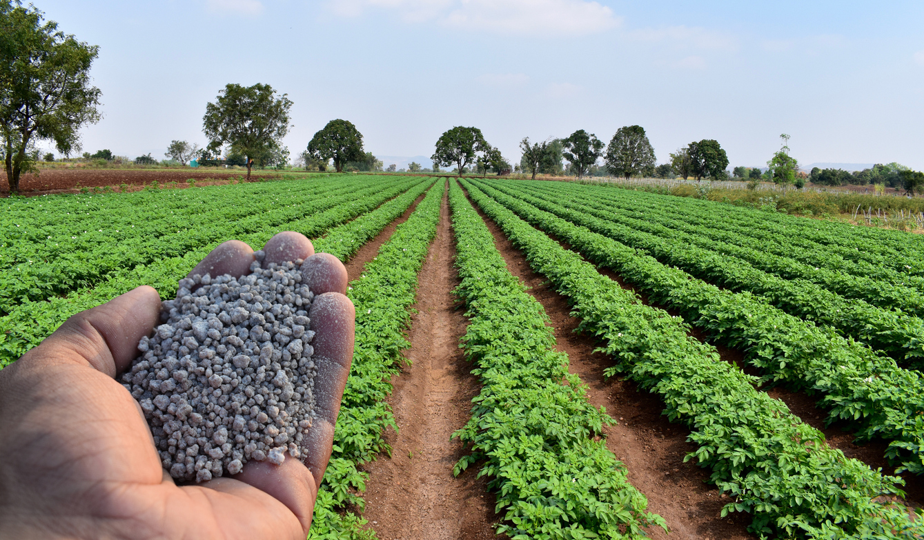 a human hand holding fertiliser pellets in front of rows of green plants in a field