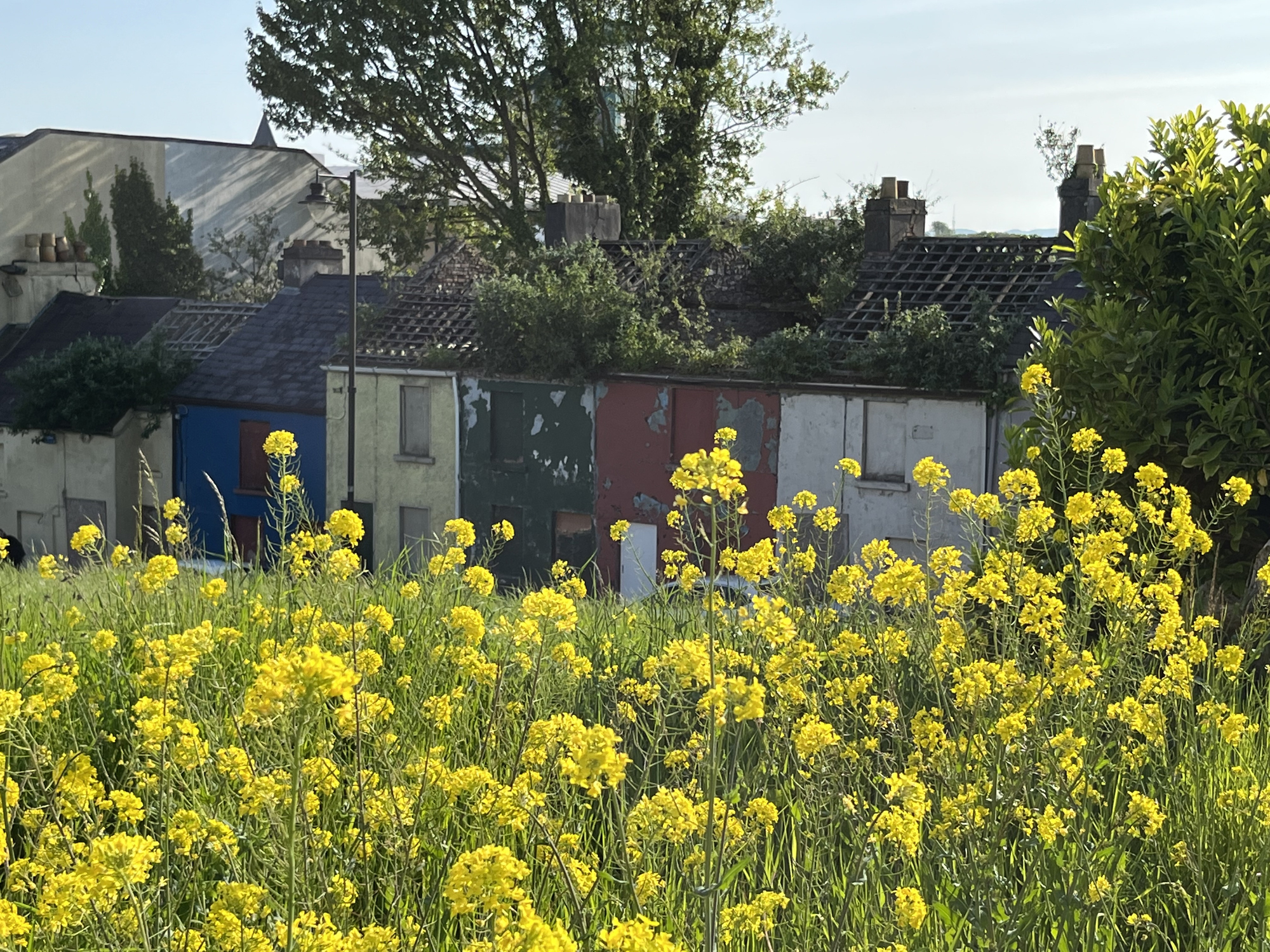 some boarded up houses with wild flowers and weeds growing in the foreground 